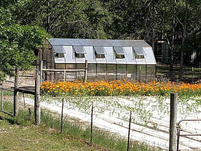 grandio summit backyard greenhouse