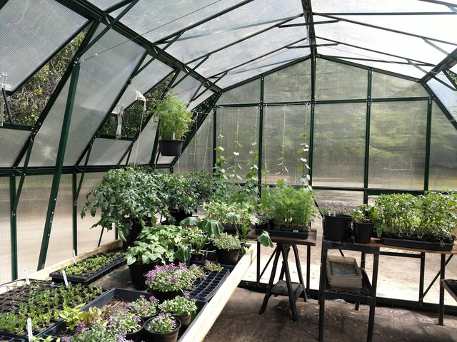 grandio summit backyard greenhouse